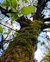 Low angle view of tree trunk