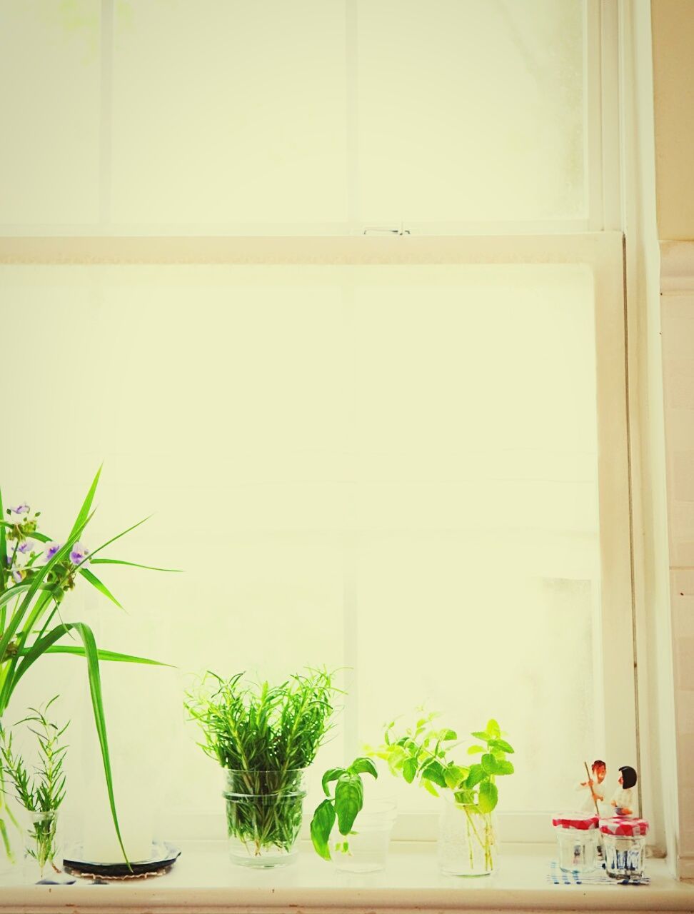 indoors, potted plant, window, plant, day, houseplant, window frame