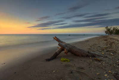 Driftwood on beach against sky during sunset