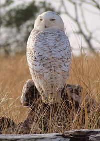 Close-up of white owl perching on field