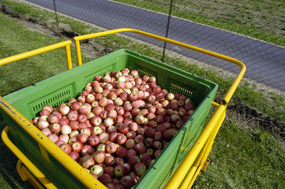 High angle view of fruits in container