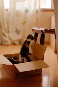 Close-up of kittens in box