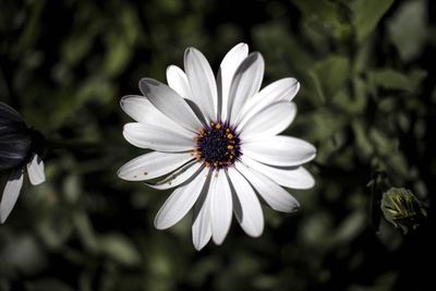 Close-up of white flower