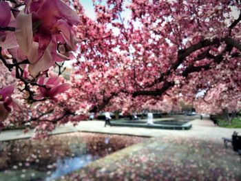 Close-up of cherry blossoms in park