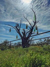 Tree on field against sky