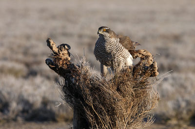 Close-up of birds in nest