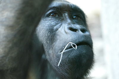 Close-up portrait of monkey