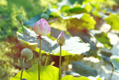 Close-up of lotus water lily