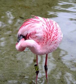 Close-up of a bird drinking water