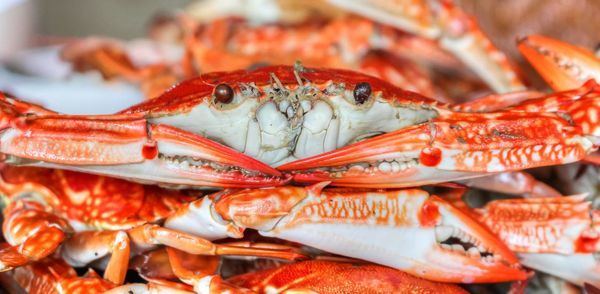 Close-up of crab in market