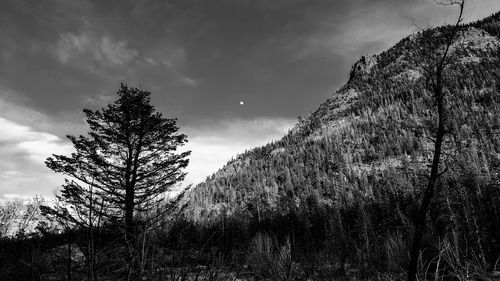 Low angle view of trees on landscape against sky