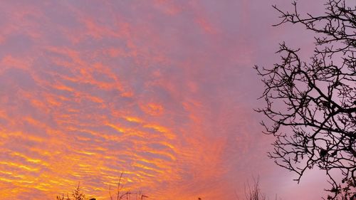 Low angle view of silhouette tree against sky during sunset