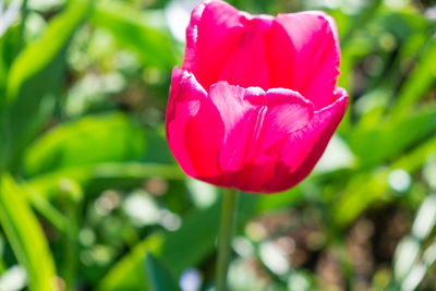 Close-up of pink tulip