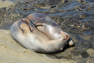 High angle view of sea lion