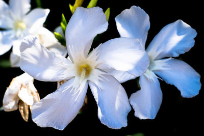 Close-up of white flowers blooming against black background