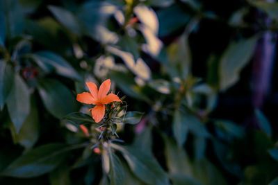 Close-up of orange flowering plant