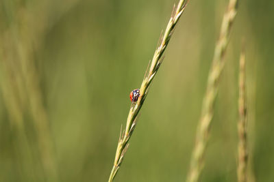 Close-up of a ladybug on stem