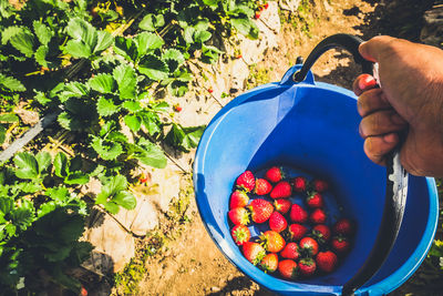 Midsection of person holding strawberry plant