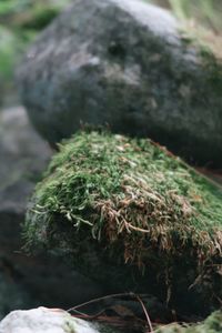 Close-up of moss on rock