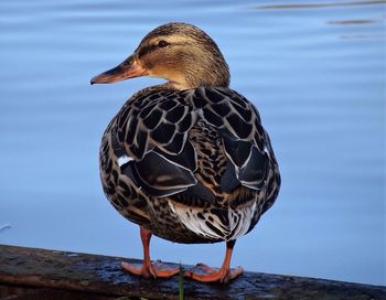 Close-up of mallard duck by lake