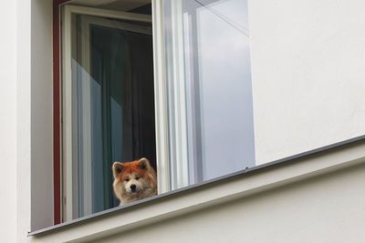 A dog watches the people passing by from a window in tallinn, estonia. 