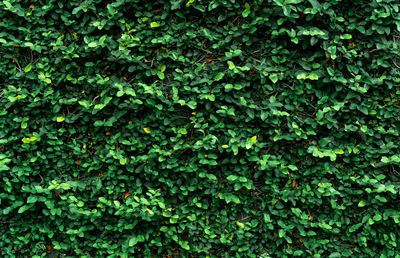 Full frame shot of ivy growing on plant