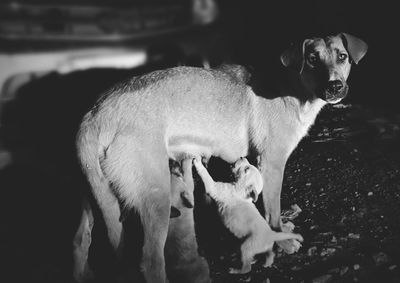 Close-up of dog