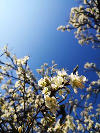 Close-up of cherry blossom against clear sky