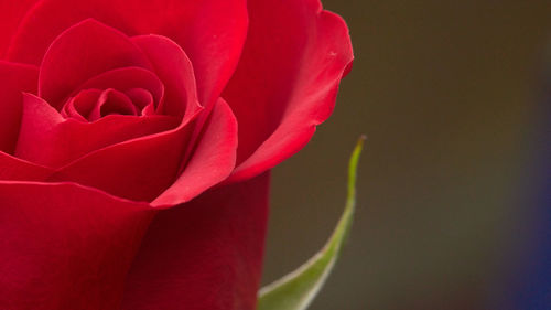 Close-up of red rose