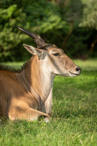 View of a horse on field