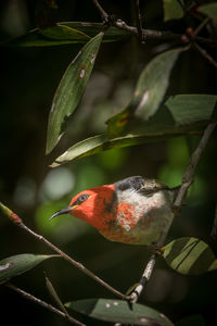 Close-up of bird perching on plant