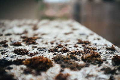Close-up of lichen on rock