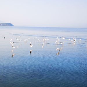 Seagulls flying over sea against sky