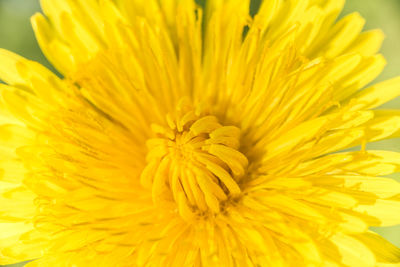 Close-up of yellow flower