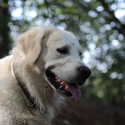 Close-up of dog looking away