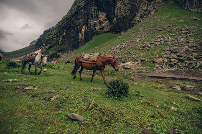 Horses on field