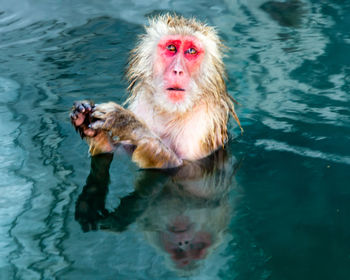 Portrait of a monkey swimming in water