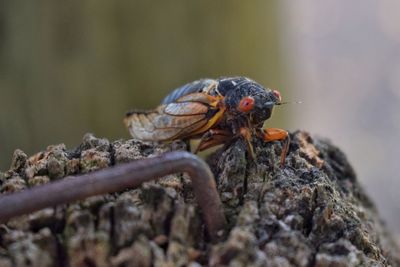 Close-up of insect on rock