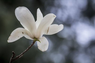 Close-up of white flowering plant