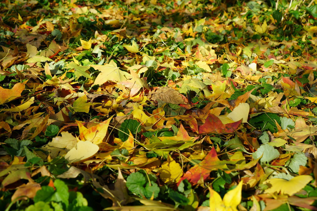 FULL FRAME SHOT OF MAPLE LEAVES ON ROAD