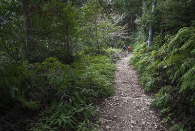 Person walking on footpath amidst trees in forest