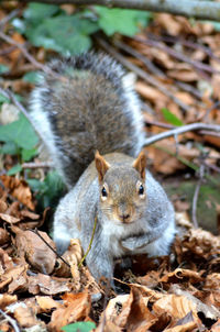 High angle portrait of squirrel sitting on dry leaves