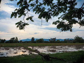 Scenic view of trees on field against sky
