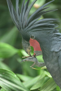 Close-up of  cockatoo bird