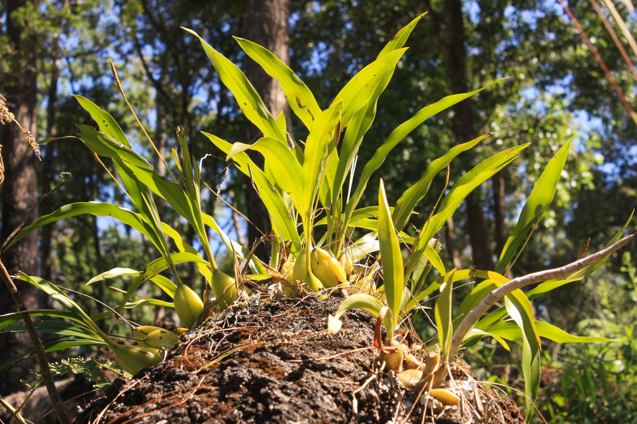 CLOSE-UP OF FRESH GREEN LEAVES ON FIELD