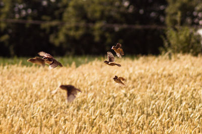 Birds flying over rye field