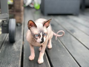 Portrait of sphynx hairless cat relaxing on floorboard