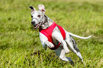 Whippet sprinter dog running and chasing lure on the field