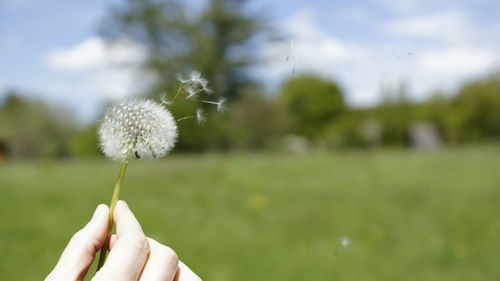 Close-up of hand holding dandelion in field