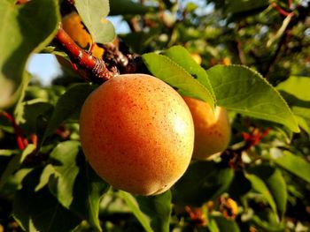 Close-up of fruits growing on tree